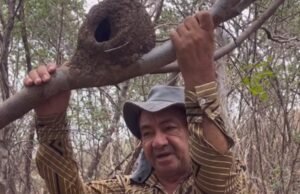 Agricultor cearense analisa ninho de joão-de-barro e faz previsão não muito boa para a quadra chuvosa de 2026