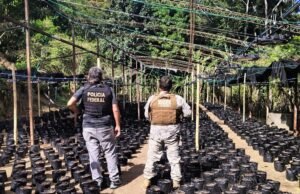 PF prende quatro suspeitos ligados a plantação de maconha no Ceará