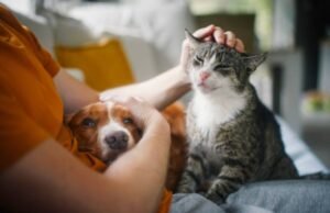 Sancionada lei que institui Julho Dourado para promover saúde de animais domésticos e prevenir zoonoses