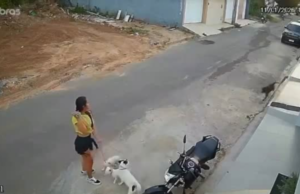 Pitbull foge de residência e ataca jovem e três cães em via pública de Ubajara