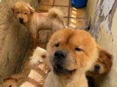 Mulher é denunciada por manter 90 animais em situação de maus-tratos em Brejo Santo