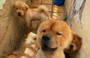 Mulher é denunciada por manter 90 animais em situação de maus-tratos em Brejo Santo