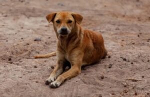 ‘Vira-lata caramelo’ é reconhecido como expressão cultural paulista
