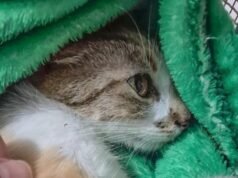 Mulher é presa após arremessar gata do 12º andar de edifício em Curitiba