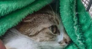 Mulher é presa após arremessar gata do 12º andar de edifício em Curitiba