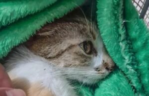 Mulher é presa após arremessar gata do 12º andar de edifício em Curitiba