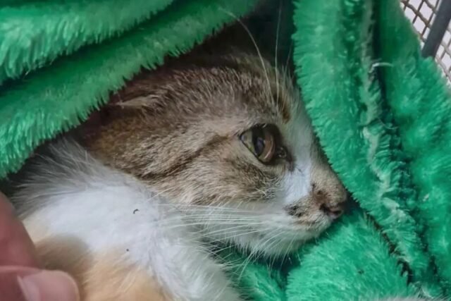 Gata jogada do 12º andar em Curitiba