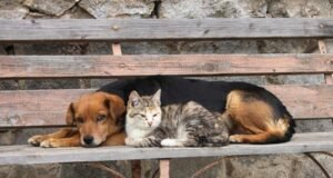 Comissão do Senado aprova projeto que destina multas ambientais à proteção de animais abandonados