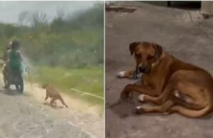 Polícia prende casal flagrado arrastando cão amarrado em motocicleta em Camocim