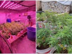 Polícia descobre plantação com 330 pés de maconha em pousada no município de Caucaia