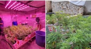 Polícia descobre plantação com 330 pés de maconha em pousada no município de Caucaia