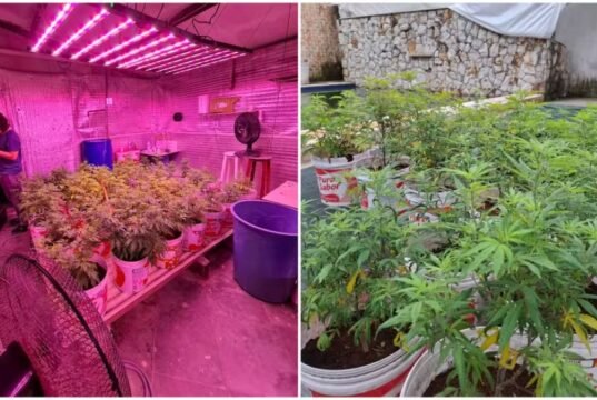 Polícia descobre plantação com 330 pés de maconha em pousada no município de Caucaia