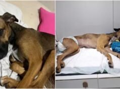 Cadela sofre violência em condomínio de Fortaleza e morre após não resistir aos ferimentos