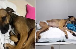 Cadela sofre violência em condomínio de Fortaleza e morre após não resistir aos ferimentos