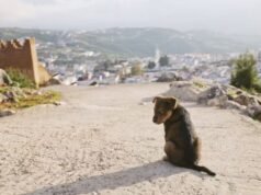 Copa 2030 sob pressão: Marrocos é acusado de planejar o abate de 3 milhões de cães