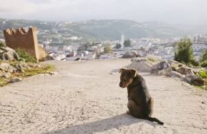 Copa 2030 sob pressão: Marrocos é acusado de planejar o abate de 3 milhões de cães