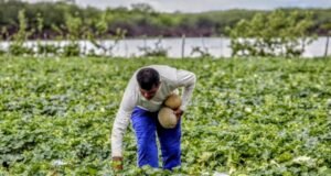 Agricultores de Itatira, Tauá e outros 18 municípios cearenses receberão pagamento do Garantia-Safra em abril