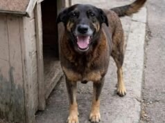 Polícia conclui investigação sobre morte do cão Orelha, pede internação de adolescente e indicia três adultos por coação a testemunha do caso