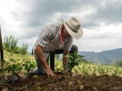 Na terra e na política, nem tudo que se planta colhe
