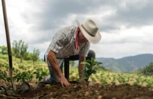 Na terra e na política, nem tudo que se planta colhe