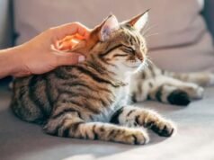 Como gatos podem fornecer chave para cura do câncer em seres humanos