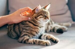 Como gatos podem fornecer chave para cura do câncer em seres humanos