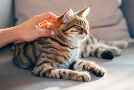 Como gatos podem fornecer chave para cura do câncer em seres humanos