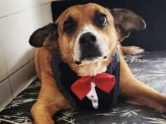 Após quase 10 anos, cão mais antigo da Cosap ganha novo lar em São Paulo