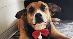 Após quase 10 anos, cão mais antigo da Cosap ganha novo lar em São Paulo