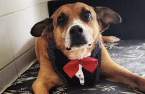 Após quase 10 anos, cão mais antigo da Cosap ganha novo lar em São Paulo