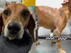 Mulher é indiciada por maus-tratos após jogar líquido quente em cachorro em Goiânia