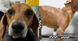 Mulher é indiciada por maus-tratos após jogar líquido quente em cachorro em Goiânia