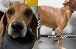 Mulher é indiciada por maus-tratos após jogar líquido quente em cachorro em Goiânia
