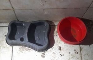 Mãe e filha são presas por maus-tratos a animais em Cascavel