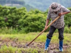 Projeto amplia proteção a propriedade rural contra penhora por dívida