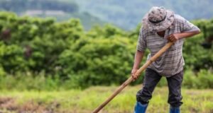 Projeto amplia proteção a propriedade rural contra penhora por dívida