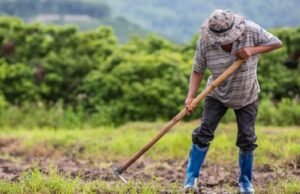 Projeto amplia proteção a propriedade rural contra penhora por dívida