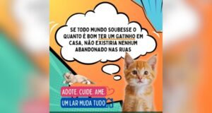 Sistema Maior de Comunicação lança campanha em defesa da adoção de gatos e combate ao abandono