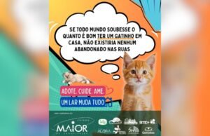 Sistema Maior de Comunicação lança campanha em defesa da adoção de gatos e combate ao abandono