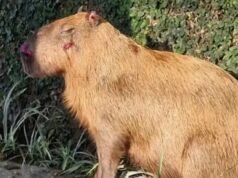 Agressores de capivara tem prisão convertida em preventiva, no Rio