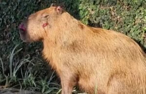 Agressores de capivara tem prisão convertida em preventiva, no Rio