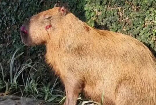 Agressores de capivara tem prisão convertida em preventiva, no Rio