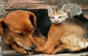 Crueldade contra animais em Quixeramobim exige resposta urgente das autoridades