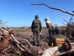 MP e órgãos ambientais embargam quase 2 mil hectares de desmatamento ilegal no Ceará