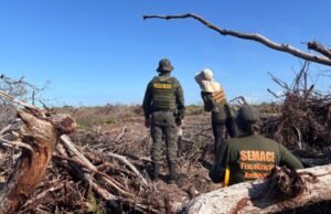 MP e órgãos ambientais embargam quase 2 mil hectares de desmatamento ilegal no Ceará