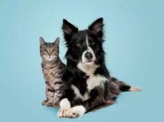 Belo Horizonte lança serviço de resgate animal e abre hospital público veterinário