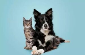 Belo Horizonte lança serviço de resgate animal e abre hospital público veterinário