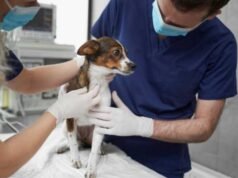 Iguatu aponta um novo caminho: a saúde animal como prioridade pública