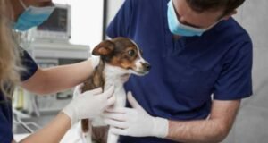 Iguatu aponta um novo caminho: a saúde animal como prioridade pública