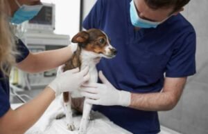 Iguatu aponta um novo caminho: a saúde animal como prioridade pública